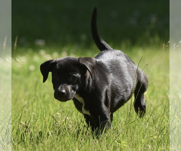 Medium Photo #8 Shepweiller Puppy For Sale in Mechanicsburg, PA, USA