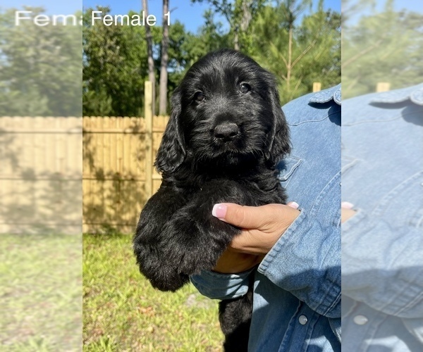 Medium Photo #3 Goldendoodle Puppy For Sale in OCALA, FL, USA