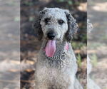 Small #4 Poodle (Miniature)