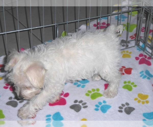 Medium Photo #10 Schnoodle (Miniature) Puppy For Sale in ORO VALLEY, AZ, USA