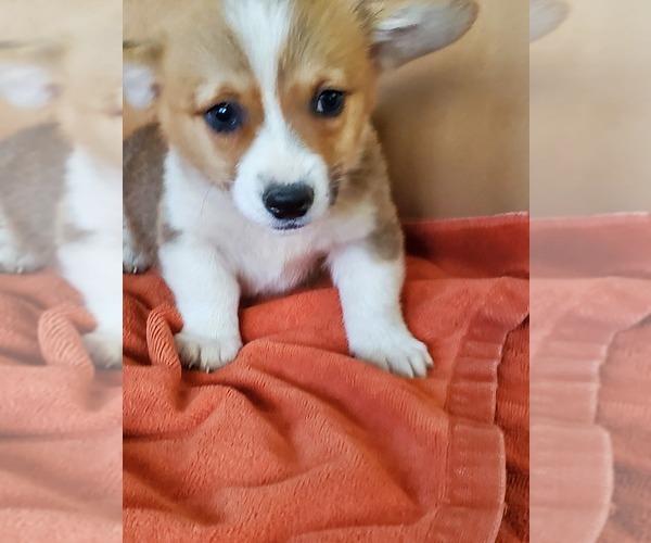Medium Photo #2 Pembroke Welsh Corgi Puppy For Sale in BRIGGSDALE, CO, USA