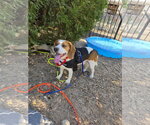 Small #2 Beagle
