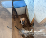 Small Photo #24 American Bully-Boxer Mix Puppy For Sale in HAMMOND, IN, USA