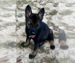 Small #7 German Shepherd Dog