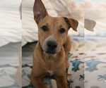 Small #3 Labrador Retriever Mix