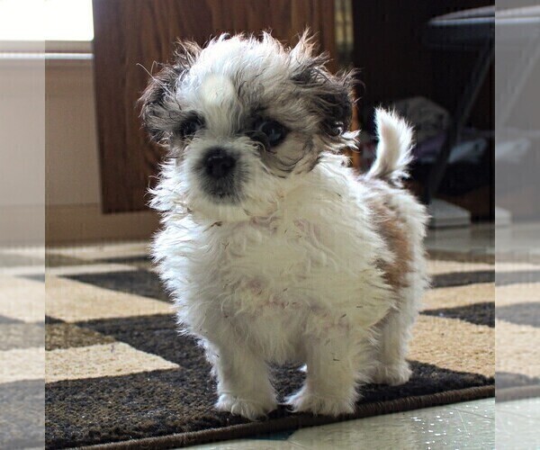 Medium Photo #1 Zuchon Puppy For Sale in GORDONVILLE, PA, USA