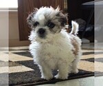 Small Photo #1 Zuchon Puppy For Sale in GORDONVILLE, PA, USA