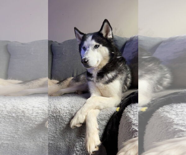 Medium Photo #2 - Mix Puppy For Sale in Columbus, IN, USA