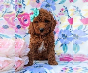 Poodle (Miniature) Puppy for sale in NEW PROVIDENCE, PA, USA