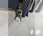Small Mutt