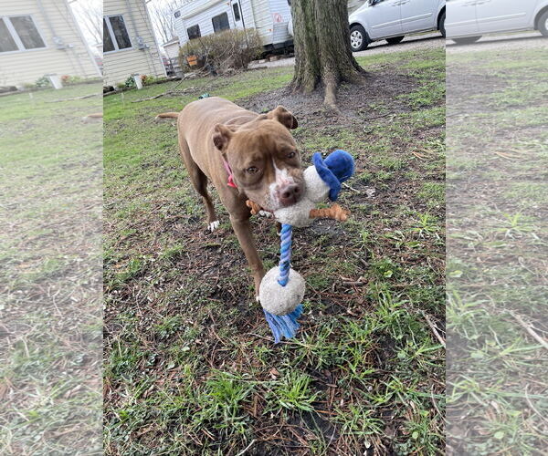 Medium Photo #18 American Pit Bull Terrier-American Staffordshire Terrier Mix Puppy For Sale in Techny, IL, USA