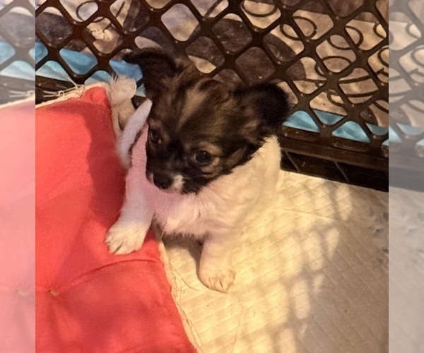 Medium Photo #2 Chihuahua Puppy For Sale in ELIZABETHTOWN, PA, USA