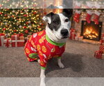 Small #18 American Pit Bull Terrier Mix