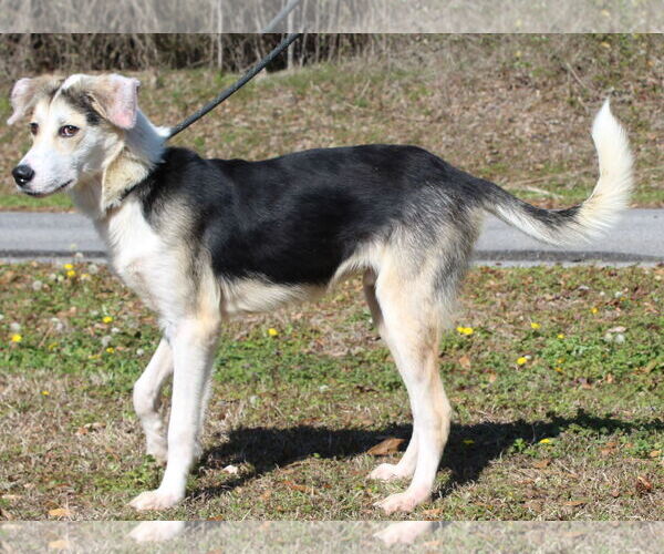Medium Photo #4 Siberian Husky-Unknown Mix Puppy For Sale in Prattville, AL, USA