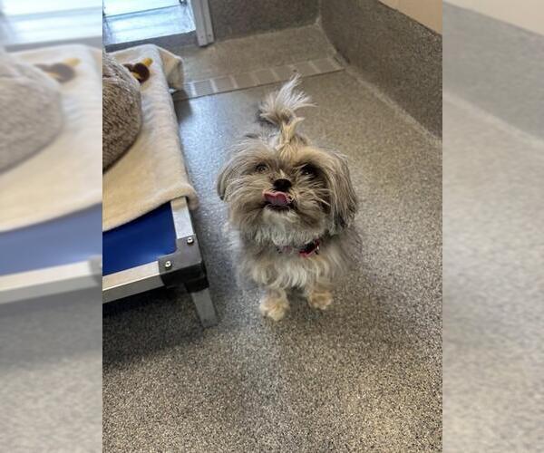 Medium Photo #1 Shih Tzu Puppy For Sale in Waterford, VA, USA