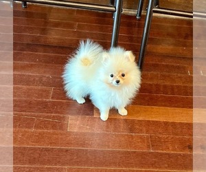Father of the Pomeranian puppies born on 03/06/2025