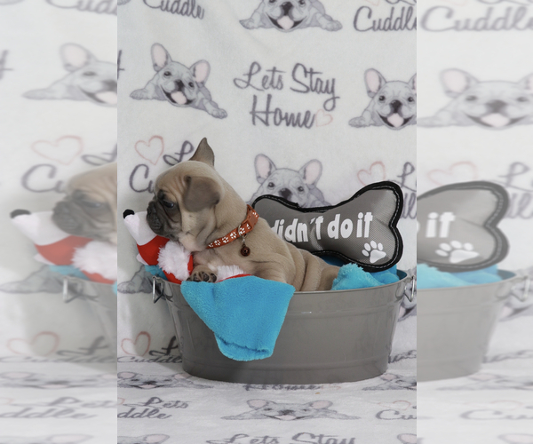 Medium Photo #93 French Bulldog Puppy For Sale in TACOMA, WA, USA
