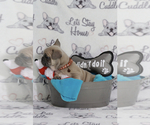 Small Photo #93 French Bulldog Puppy For Sale in TACOMA, WA, USA