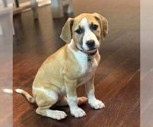 Mutt Dogs for adoption in MECHANICSBURG, PA, USA