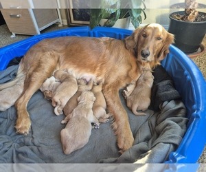 Golden Retriever Puppy for Sale in COOL, California USA