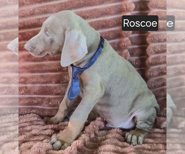 Medium Photo #2 Doberman Pinscher Puppy For Sale in ALBANY, OH, USA