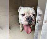 Small Bulldog