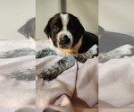 Small Photo #2 Australian Cattle Dog-Labrador Retriever Mix Puppy For Sale in PORTLAND, OR, USA