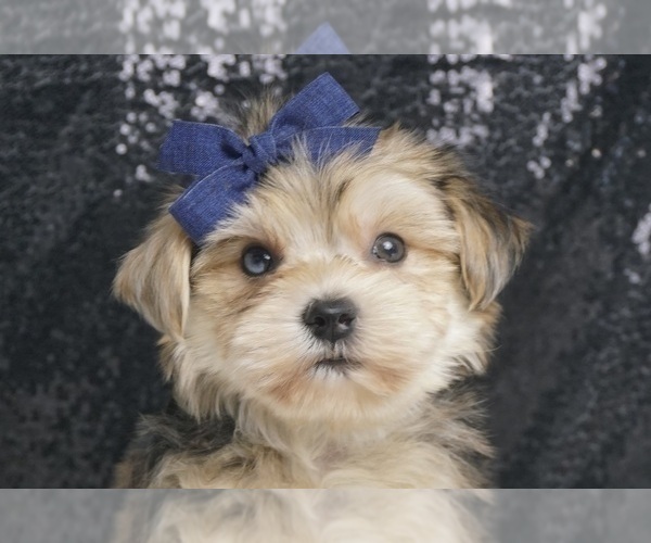 Medium Photo #1 Morkie Puppy For Sale in WARSAW, IN, USA
