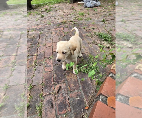 Medium Photo #28 Labrador Retriever Puppy For Sale in ELIZABETH CITY, NC, USA