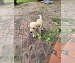 Small #4 Labrador Retriever