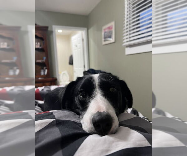 Medium Photo #2 Border Collie-Unknown Mix Puppy For Sale in Highland, IL, USA