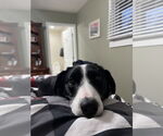Small #1 Border Collie Mix