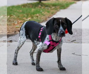 Beagle Dogs for adoption in Crystal , MN, USA