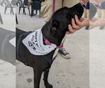 Small #25 American Pit Bull Terrier Mix