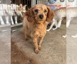 Small Photo #2 Poodle (Toy) Puppy For Sale in Agoura Hills, CA, USA