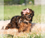 Small #2 Poodle (Miniature)
