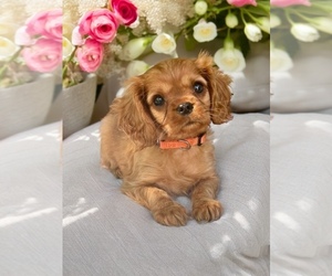 Cavalier King Charles Spaniel Puppy for sale in COLCORD, OK, USA