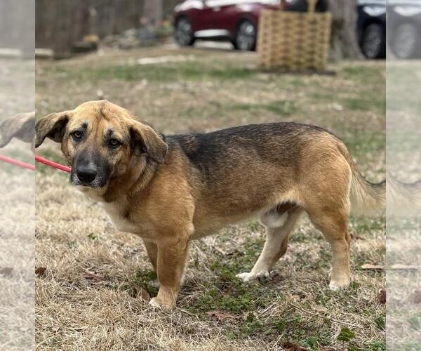Medium Photo #4 Basset Hound-Unknown Mix Puppy For Sale in Yardley, PA, USA