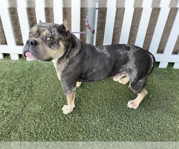 Medium Photo #1 Bulldog-Unknown Mix Puppy For Sale in Modesto, CA, USA