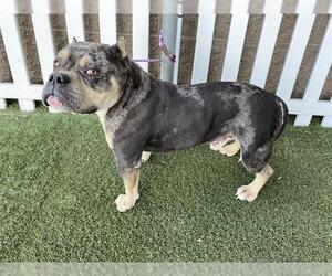 Bulldog-Unknown Mix Dogs for adoption in Modesto, CA, USA