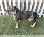 Small Bulldog Mix