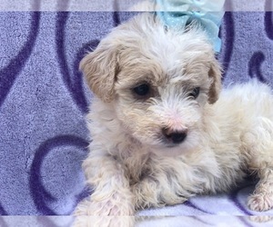Bichon Frise Puppy for sale in QUARRYVILLE, PA, USA