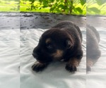 Small Doberman Pinscher-German Shepherd Dog Mix