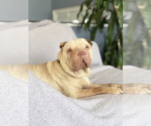 Chinese Shar-Pei Dogs for adoption in Prescott, Ontario, Canada