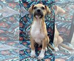 Small #17 Black Mouth Cur Mix