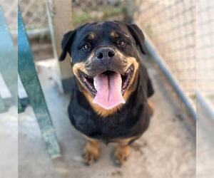 Rottweiler Dogs for adoption in Modesto, CA, USA