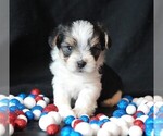 Small #1 Morkie