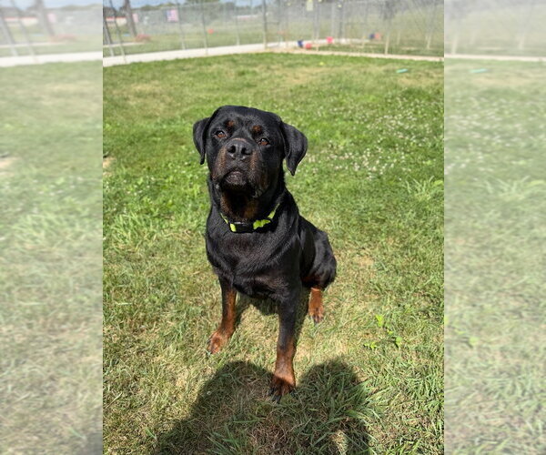 Medium Photo #4 Rottweiler Puppy For Sale in Pierceton , IN, USA