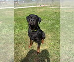 Small #3 Rottweiler