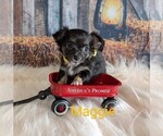 Puppy Maggie Chihuahua
